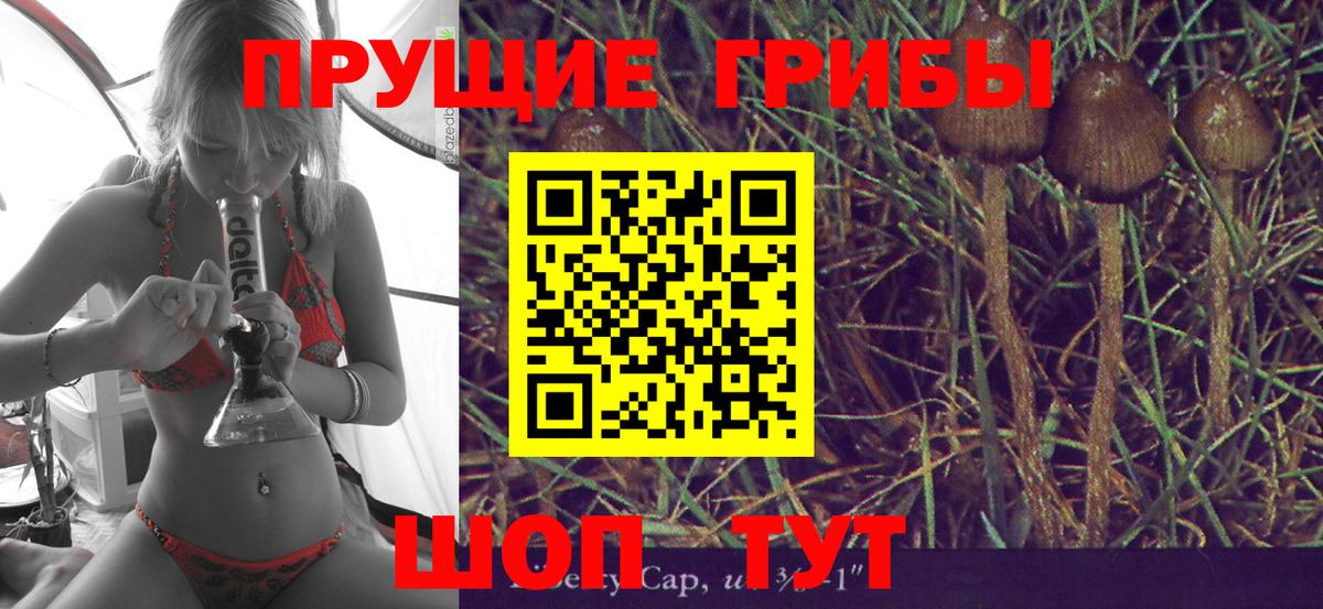 Псилоцибиновые грибы Psilocybe Севастополь